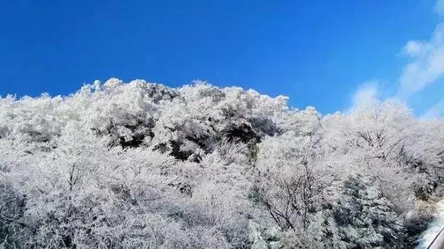救援可爱的狮子